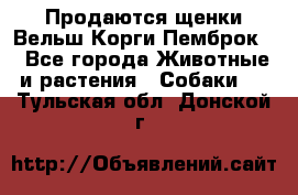 Продаются щенки Вельш Корги Пемброк  - Все города Животные и растения » Собаки   . Тульская обл.,Донской г.